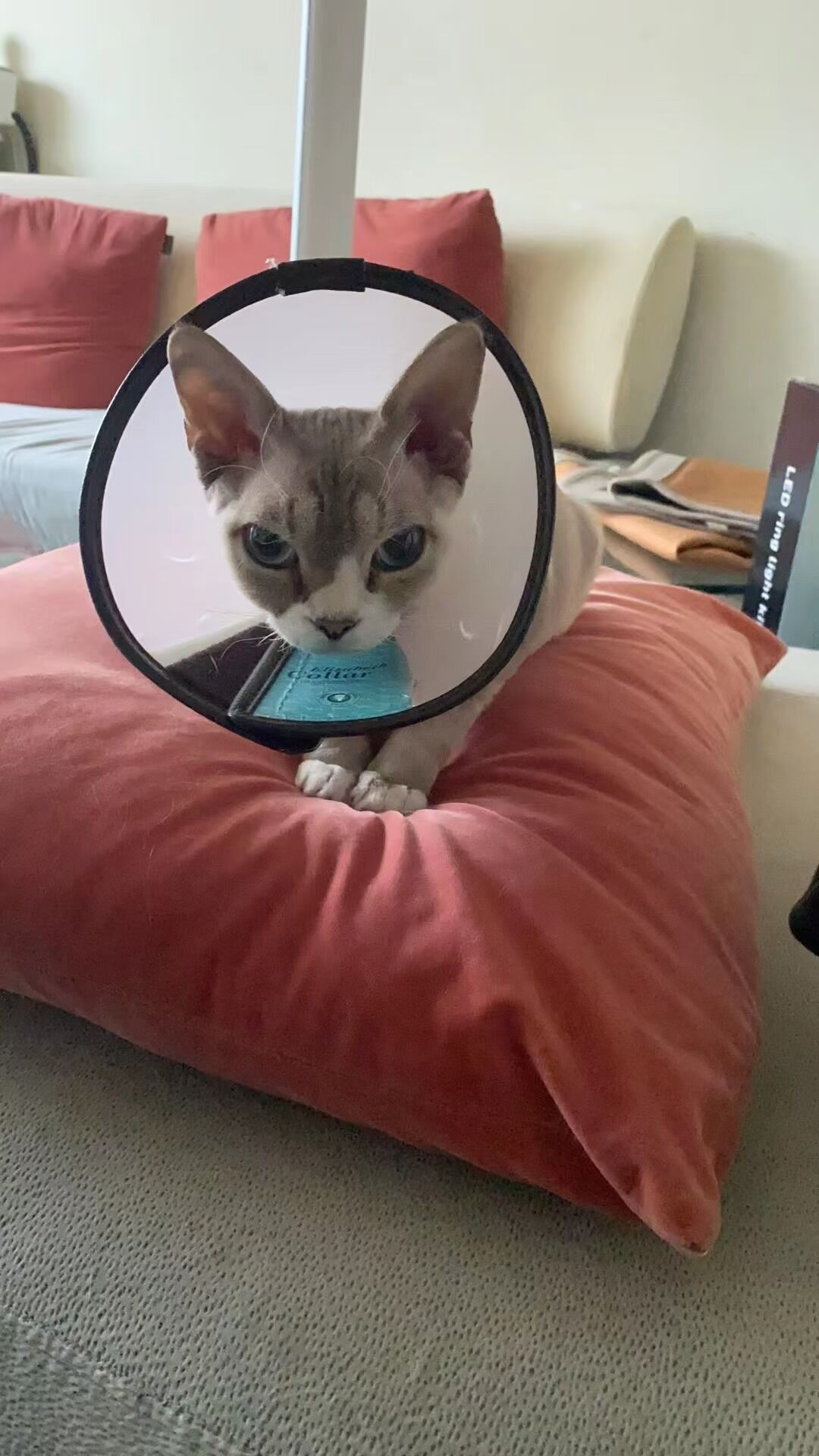 扎扎的可爱瞬间